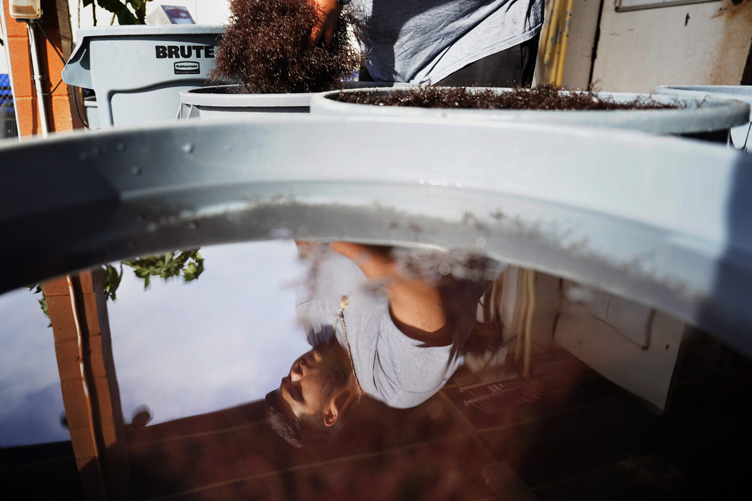 Waiʻanae High School Marine Science Learning Center senior Hyrum Tom weighs limu while their tanks are cleaned, which is a weekly requirement for the students. (Kevin Fujii/Civil Beat/2025)