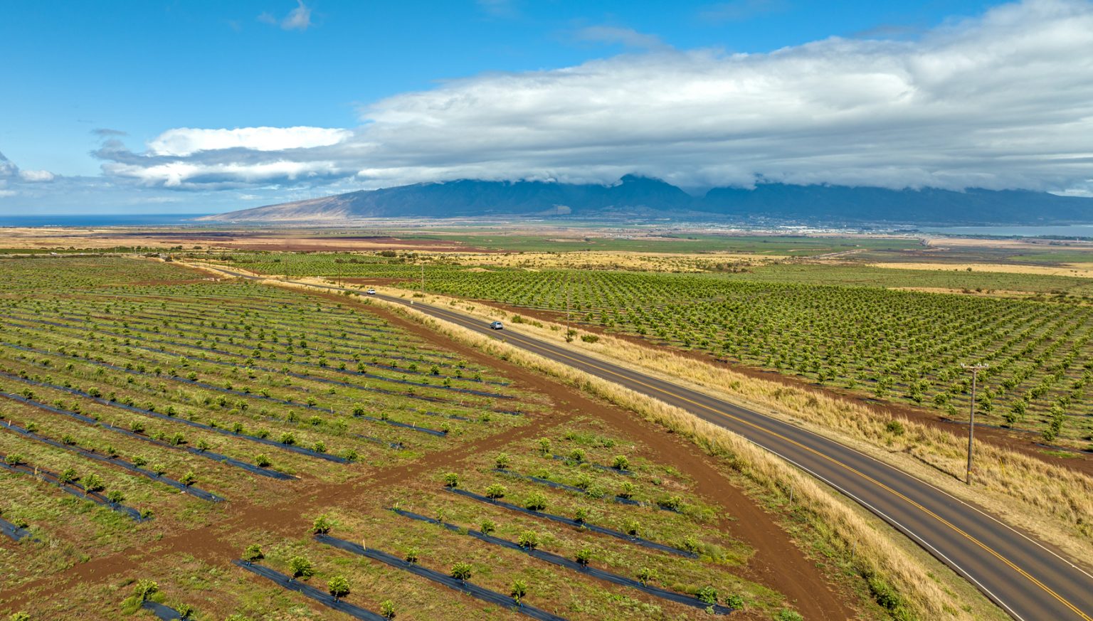 Mahi Pono is a diversified agriculture venture, growing fruit and vegetables on old sugarcane plantation land on Maui. (Nathan Eagle/Civil Beat/2023)