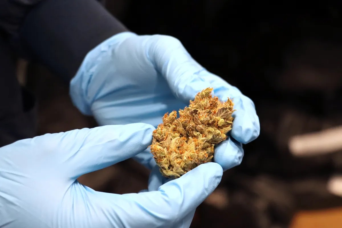 Delaware is just two weeks away from launching recreational marijuana sales, but the question of who will benefit most remains undetermined. | SPOTLIGHT DELAWARE PHOTO BY BRIANNA HILL