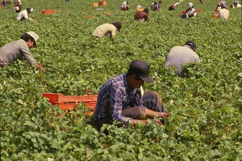 Gov. Mills again vetoes bill protecting farmworkers’ right to discuss work conditions Gov. Mills again vetoes bill protecting farmworkers’ right to discuss work conditions