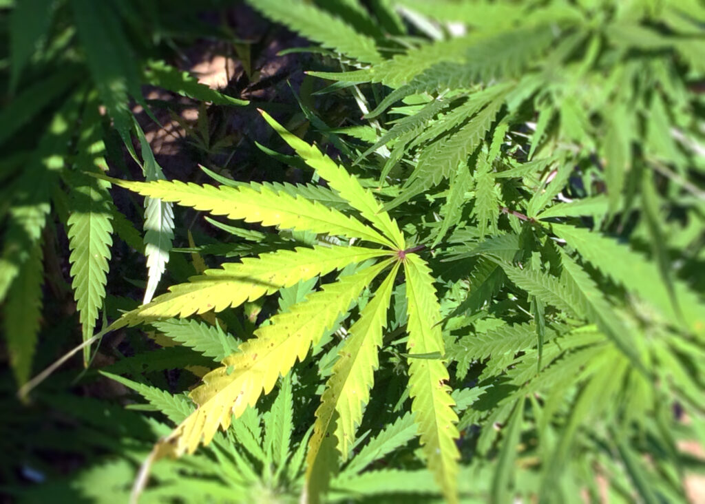 Moore backs off proposed Catonsville cannabis incubator, says state will find new site Moore backs off proposed Catonsville cannabis incubator, says state will find new site
