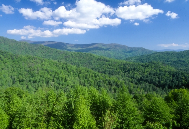 Environmentalists drop lawsuit after stopping unlawful logging in Pisgah National Forest