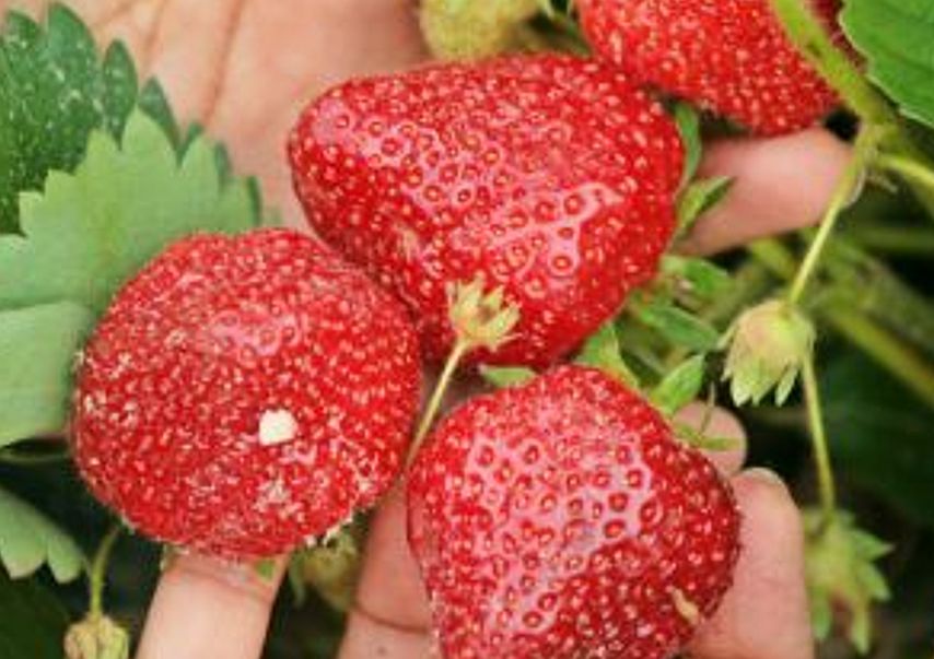 A Pediatrician’s Perspective: Support of Specialty Crop Farmers in Farm Bill Is Good For Our Health