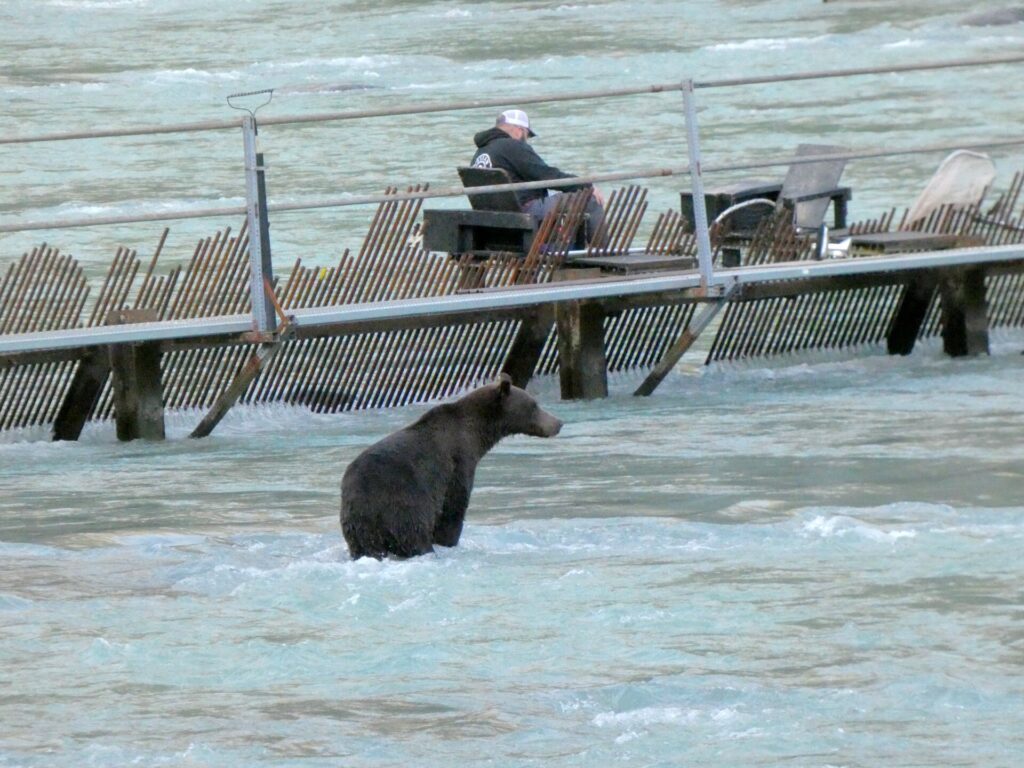 Count salmon. Get paid. Expect grizzlies. Count salmon. Get paid. Expect grizzlies.