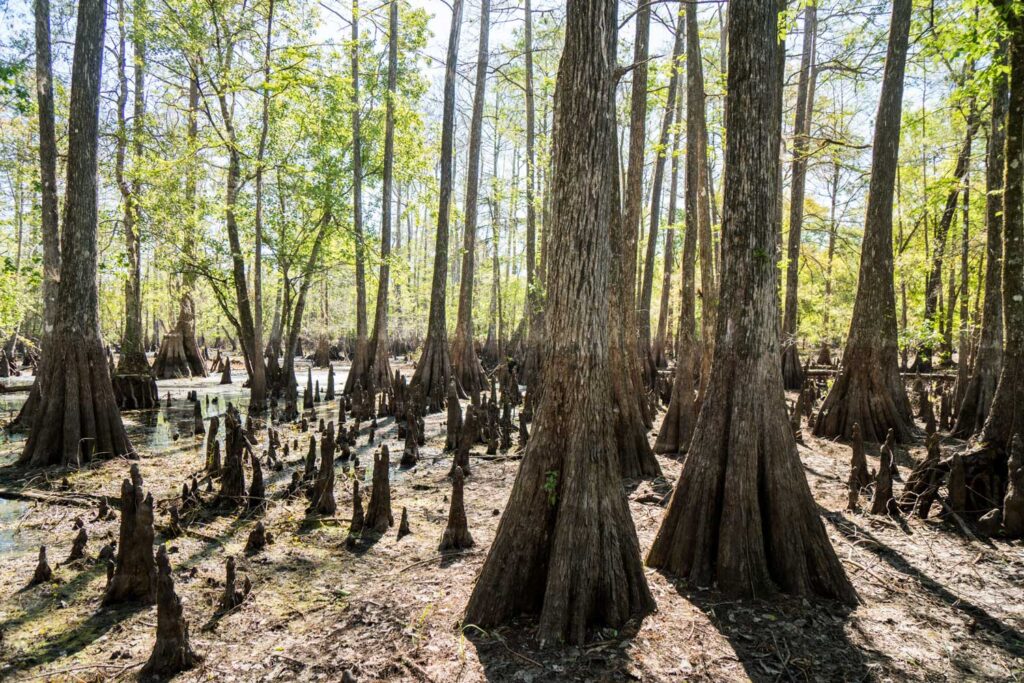 Polk County’s growing pains show what’s ahead for the rest of Florida Polk County’s growing pains show what’s ahead for the rest of Florida