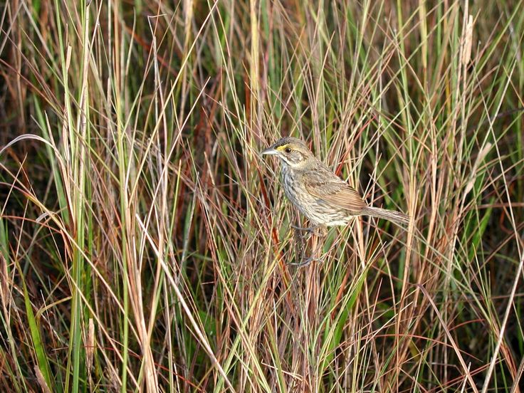 Florida agency wants to try captive breeding of endangered sparrow Florida agency wants to try captive breeding of endangered sparrow