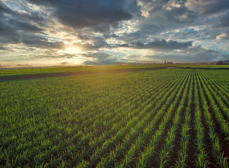 The ‘One Big Beautiful Bill’ contains an ugly favor for Florida’s sugar industry The ‘One Big Beautiful Bill’ contains an ugly favor for Florida’s sugar industry