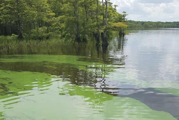 Toxic sludge is tainting Florida’s longest river, with no solution in sight Toxic sludge is tainting Florida’s longest river, with no solution in sight