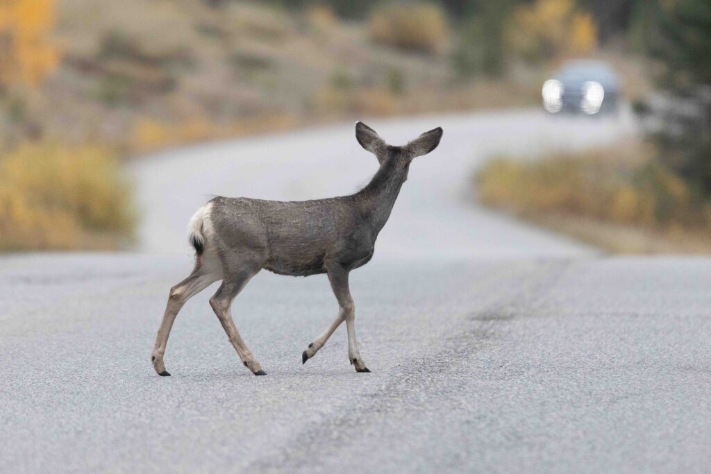 Preventing crashes, protecting wildlife is goal of new WA plan Preventing crashes, protecting wildlife is goal of new WA plan