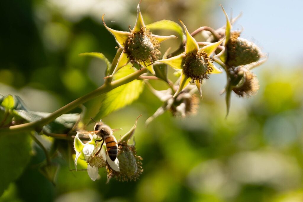 Commercial bee colony collapse threatens Washington apple, berry agriculture Commercial bee colony collapse threatens Washington apple, berry agriculture
