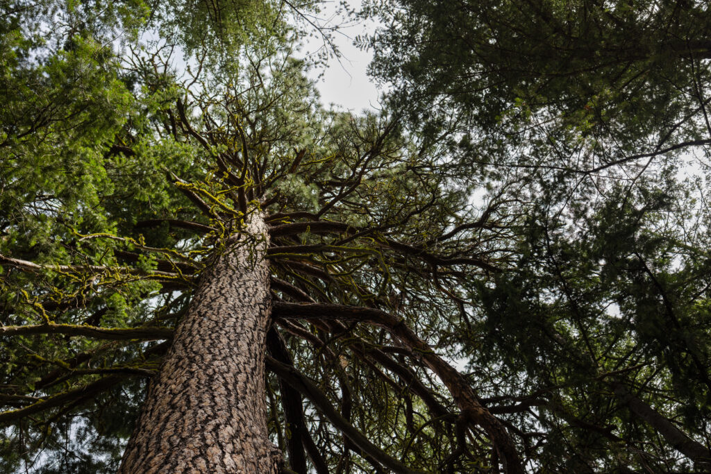 In wildfire-prone Washington, ‘collaboration’ on forest management gives way to timber interests