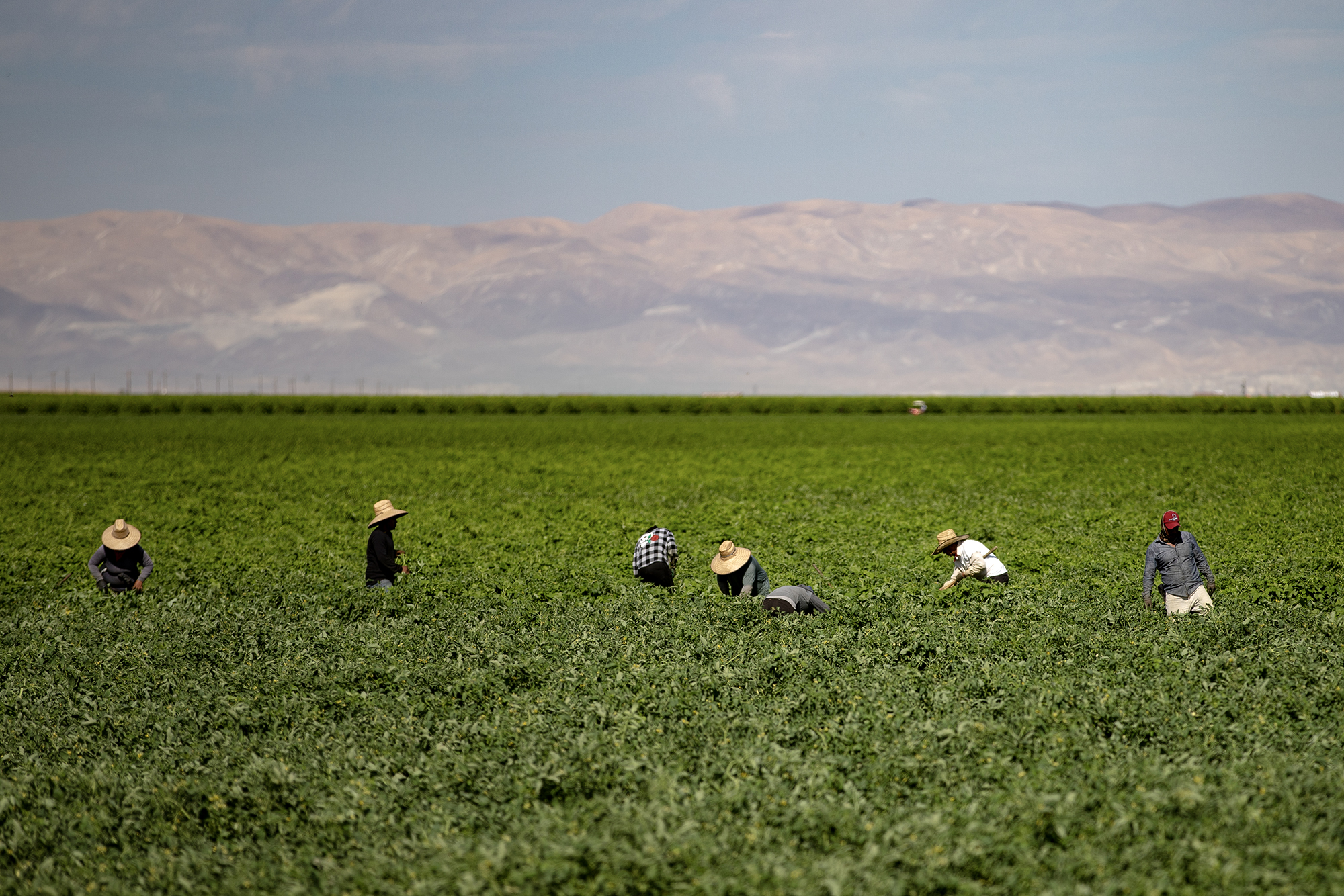 A surprising immigration raid in Kern County foreshadows what awaits farmworkers and businesses A surprising immigration raid in Kern County foreshadows what awaits farmworkers and businesses