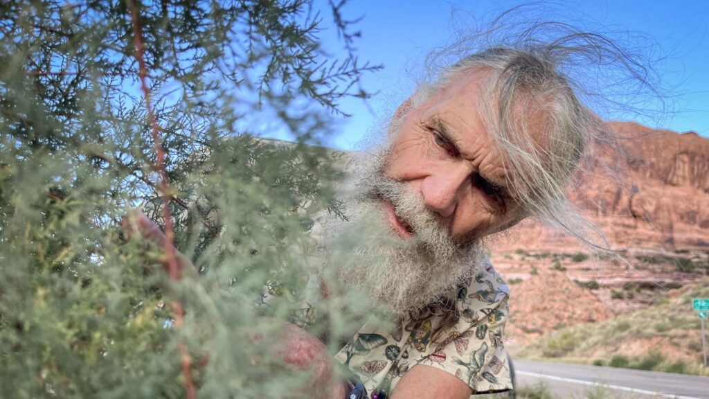 One Utah man’s quest to track the bugs fighting invasive trees on the Colorado River