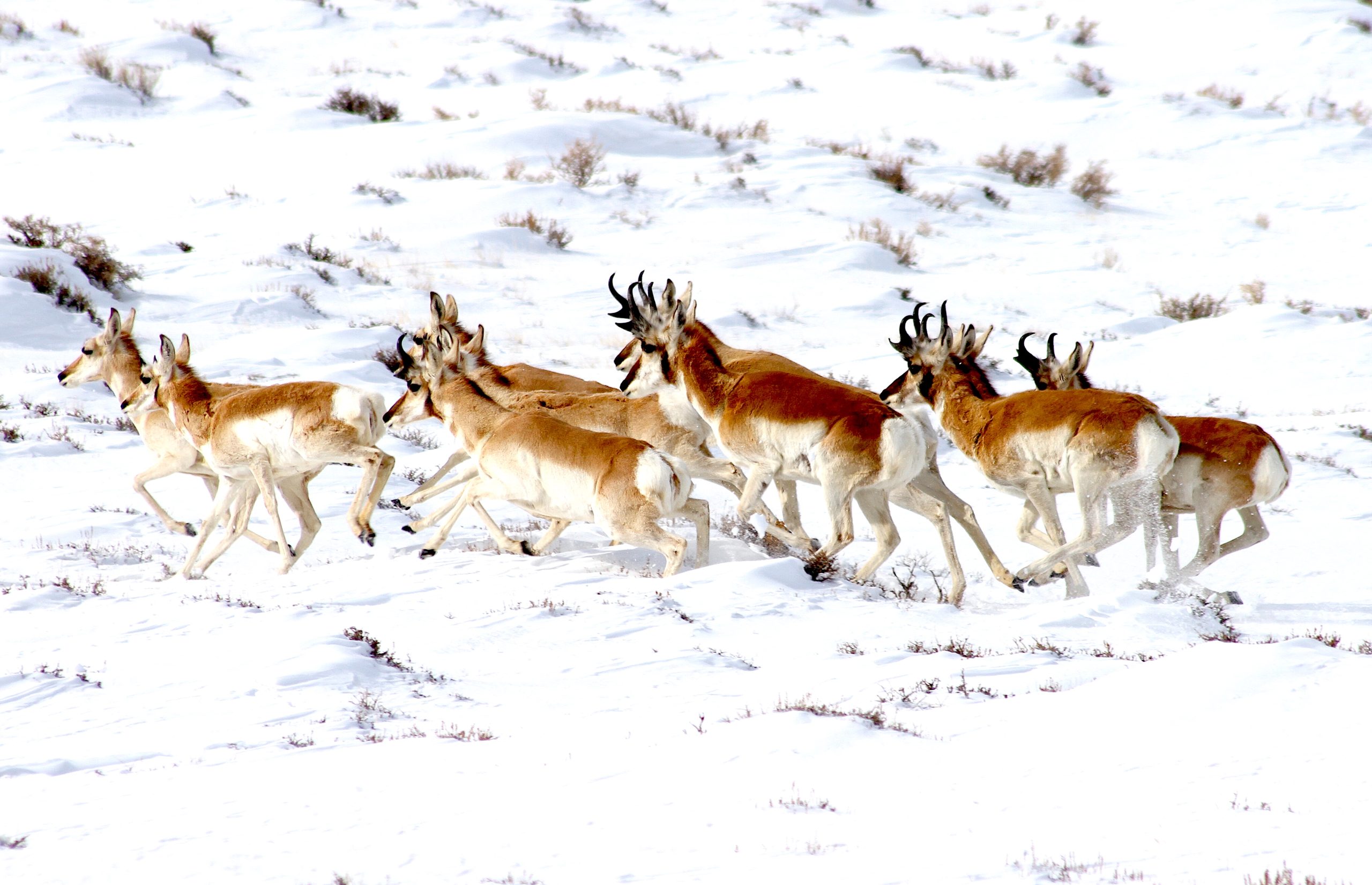 Industry reps, hunters and others start review of world’s longest pronghorn migration