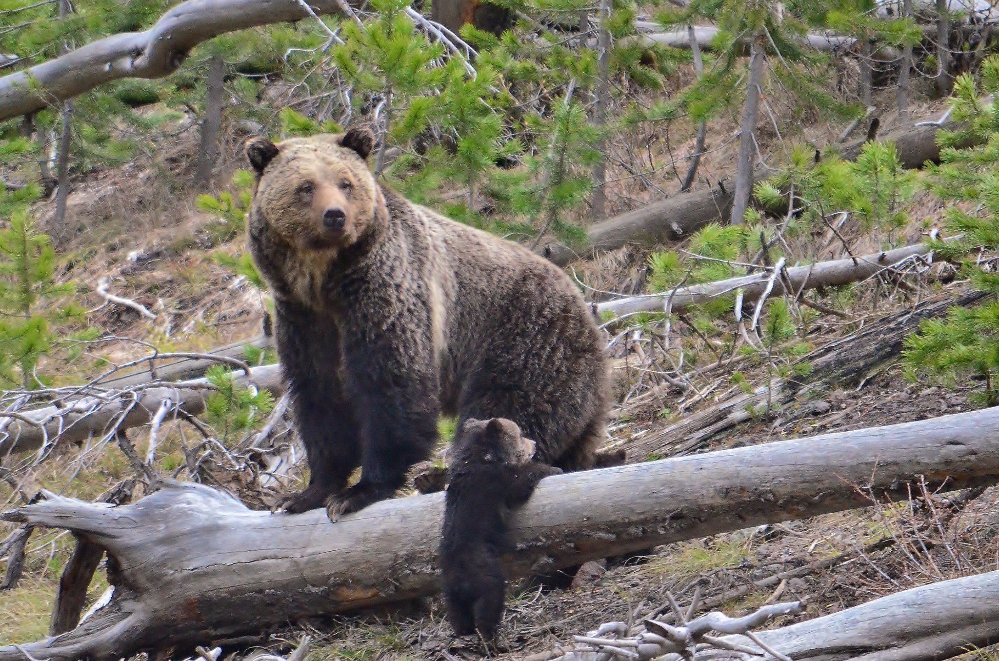 Feds delay finalizing Yellowstone, Lower 48 grizzly bear plans until December