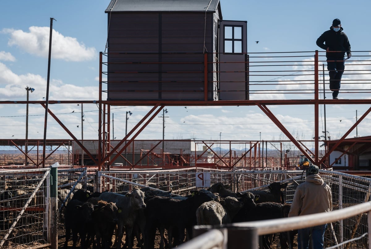 To fight screwworm, the U.S. is opening a South Texas facility to disperse sterile flies To fight screwworm, the U.S. is opening a South Texas facility to disperse sterile flies