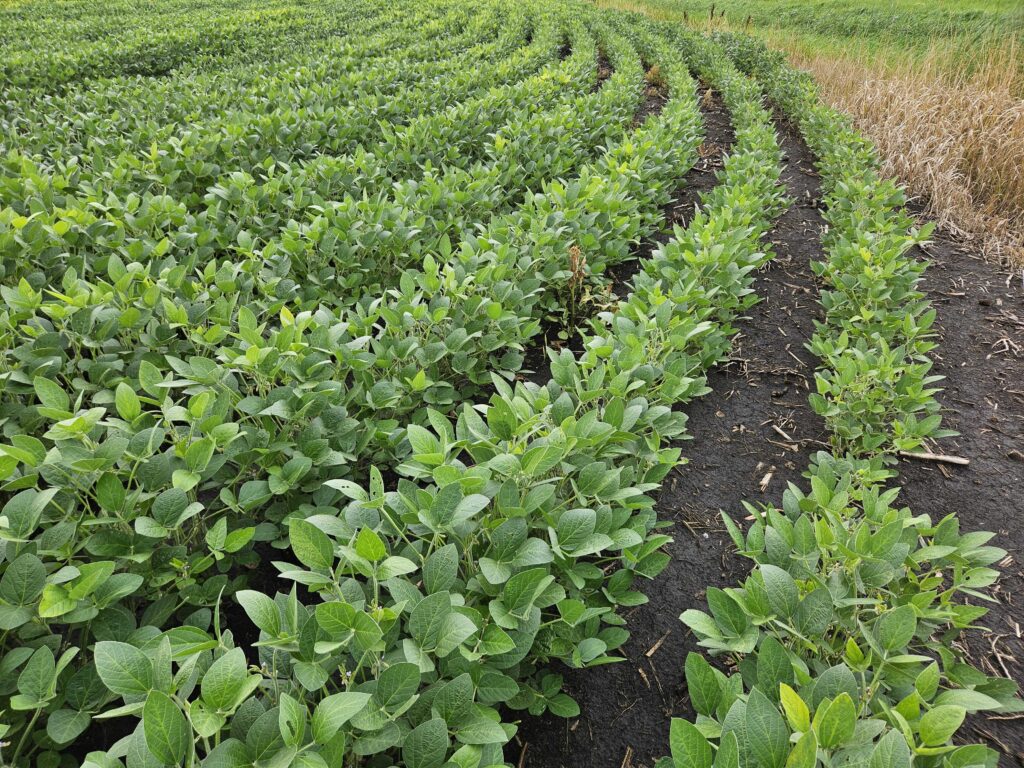 Soybean market changing for North Dakota farmers but China and tariffs still loom large Soybean market changing for North Dakota farmers but China and tariffs still loom large