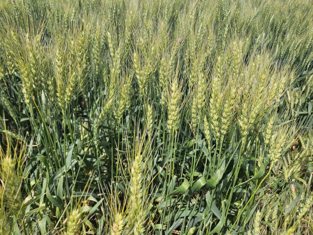 Spring wheat crop less than meets the eye, annual tour shows | News ...
