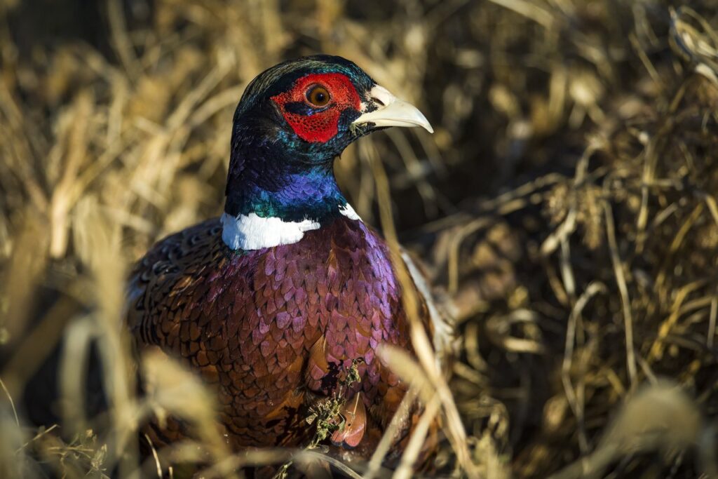 South Dakota records best pheasant season in 13 years, state parks department says South Dakota records best pheasant season in 13 years, state parks department says