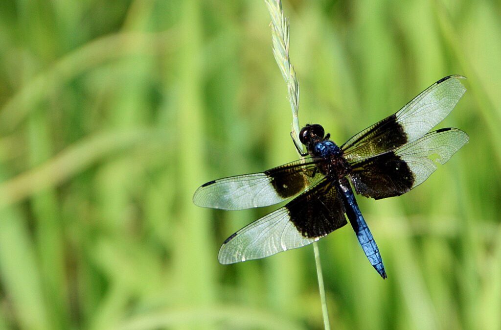 Thune files bipartisan bill to strengthen federal conservation program