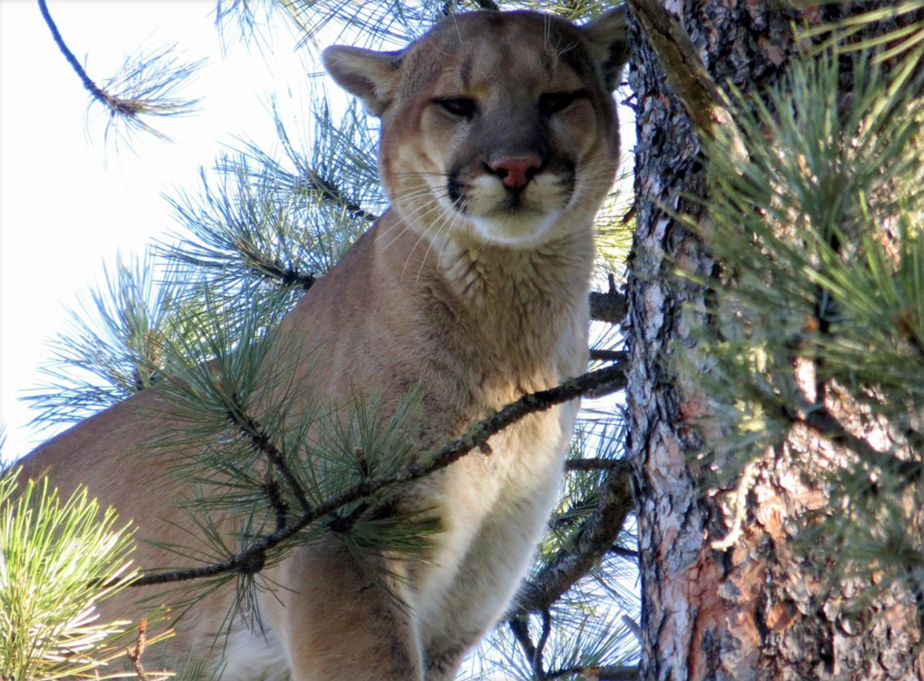 Commission expands Black Hills area where hunters can use dogs to chase mountain lions