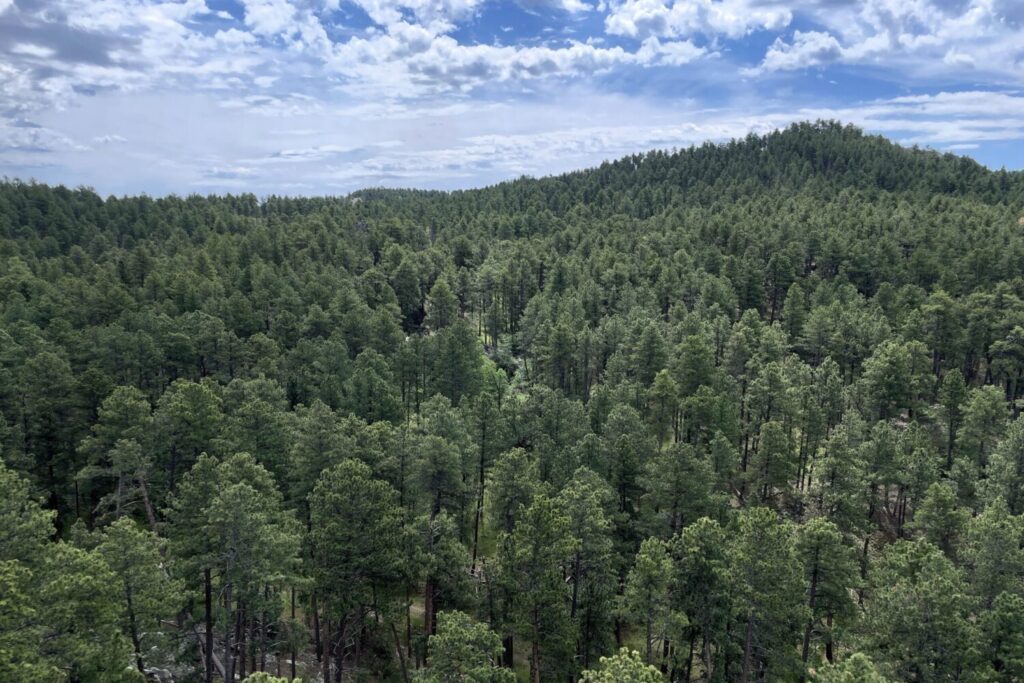 ‘Big, beautiful’ funding for Trump statue garden could put an ugly blemish in the Black Hills ‘Big, beautiful’ funding for Trump statue garden could put an ugly blemish in the Black Hills