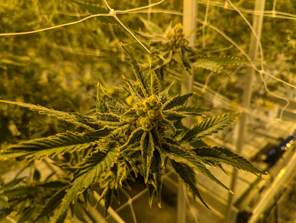 Omaha Tribe of Nebraska legalizes, regulates medical and recreational marijuana Omaha Tribe of Nebraska legalizes, regulates medical and recreational marijuana