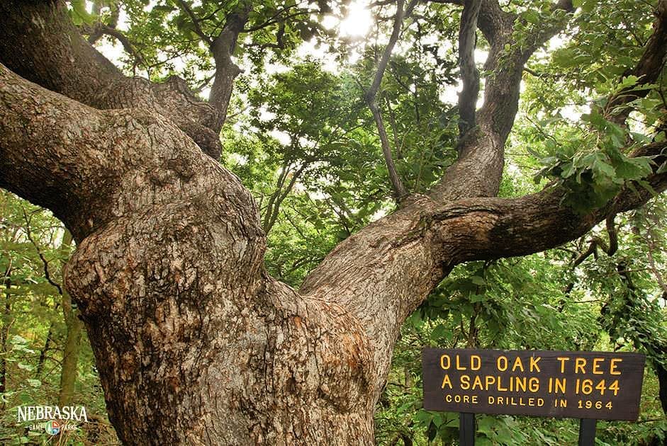 One of state’s oldest trees — tourist attraction ‘Old Wolf Oak’ — has died One of state’s oldest trees — tourist attraction ‘Old Wolf Oak’ — has died
