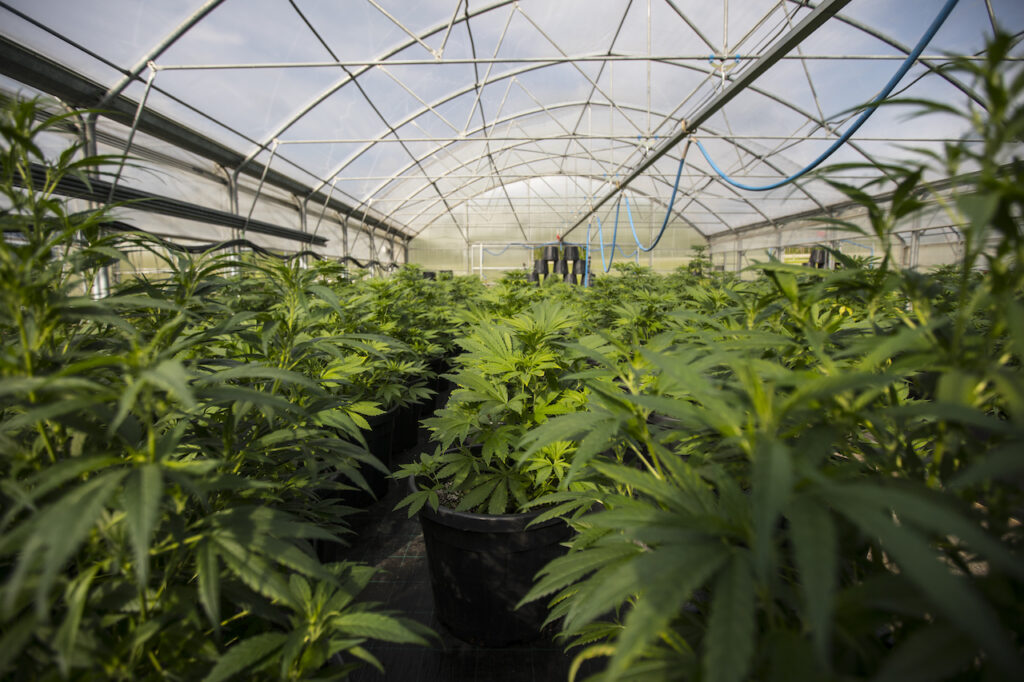 Judge rules Fort Smith medical marijuana dispensary did not meet licensing requirements Judge rules Fort Smith medical marijuana dispensary did not meet licensing requirements