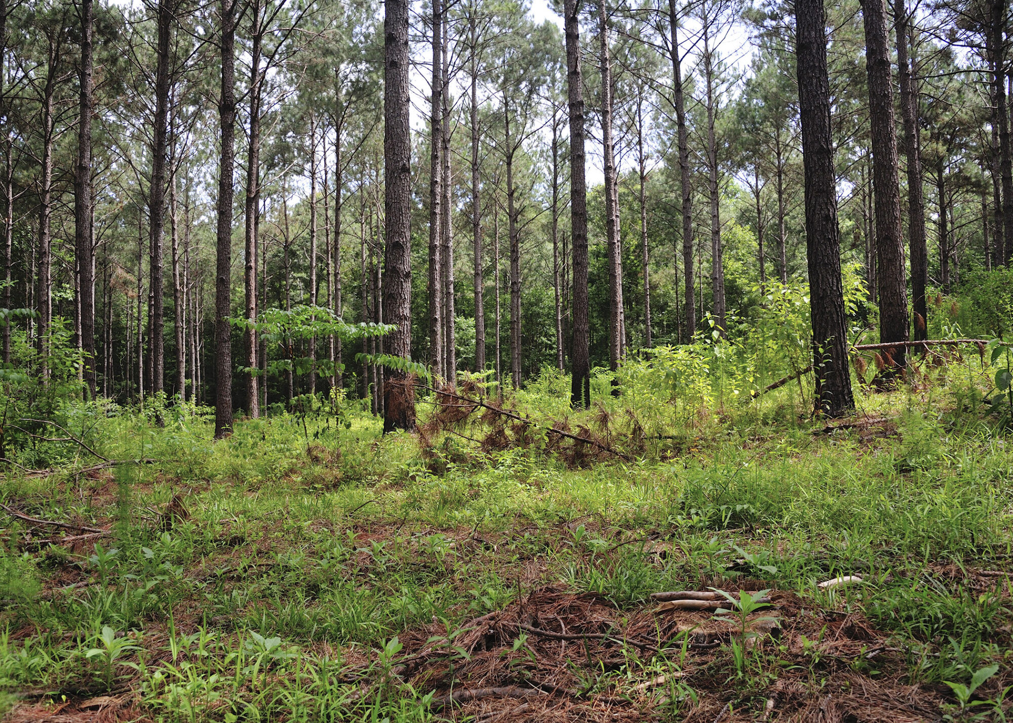 Mississippi congressional delegation pushes back on new E.U. forestry regulations