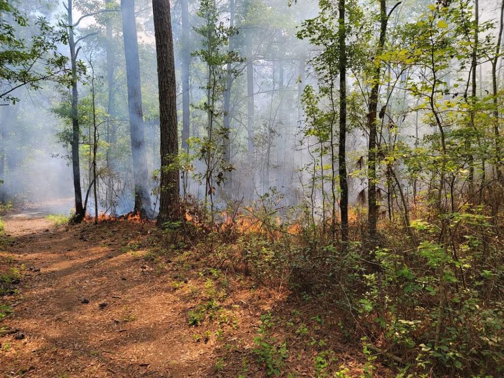 SC’s national forests have 8,000 roadless acres. A federal proposal would change that. SC’s national forests have 8,000 roadless acres. A federal proposal would change that.