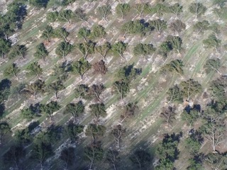 After Helene, SC farmers face extensive damage to crops, livestock After Helene, SC farmers face extensive damage to crops, livestock