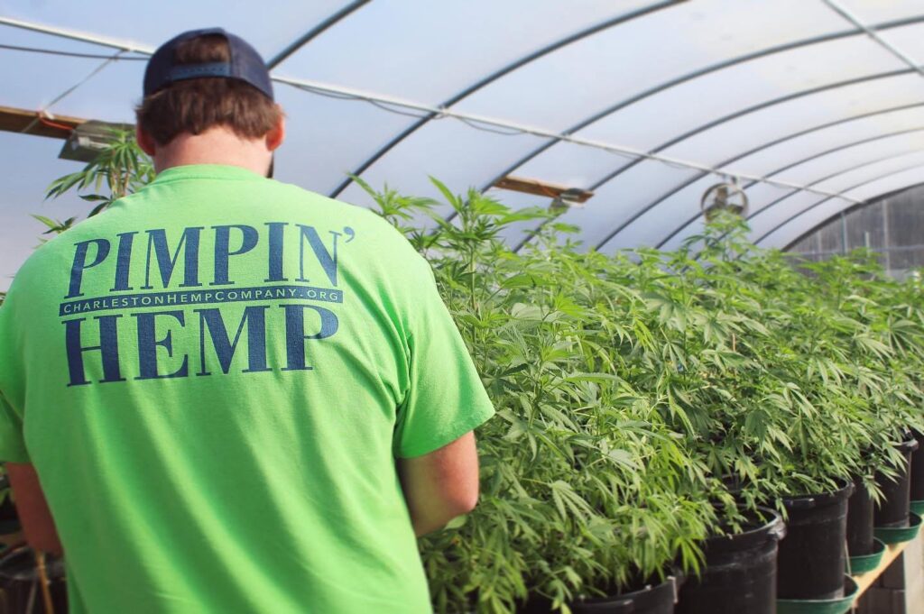 Hemp was supposed to benefit SC farmers. Many have ditched the crop. Hemp was supposed to benefit SC farmers. Many have ditched the crop.