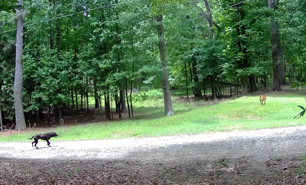 Aggressive dog killed as closure of Harbison State Forest extends through end of week Aggressive dog killed as closure of Harbison State Forest extends through end of week