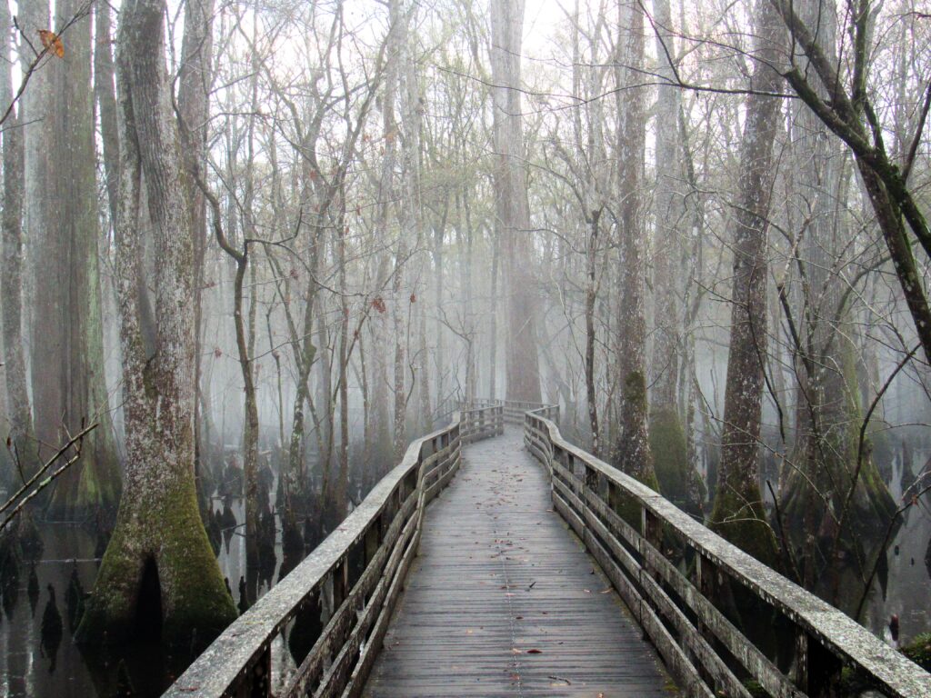 SC utility seeks to upgrade powerline through rare cypress-tupelo swamp SC utility seeks to upgrade powerline through rare cypress-tupelo swamp
