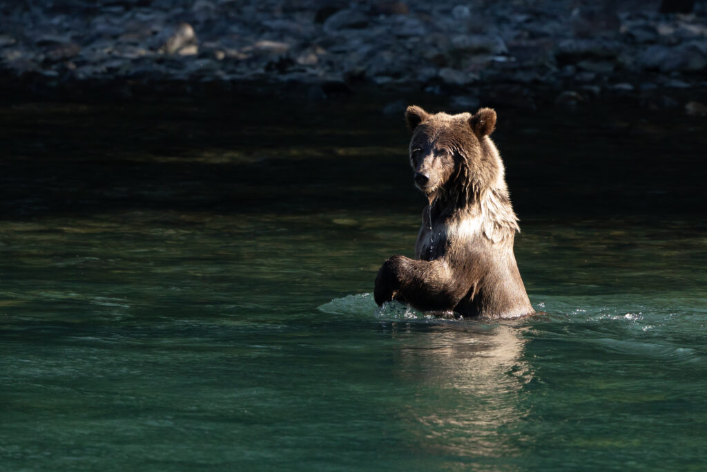 U.S. Supreme Court lets stand a ban on baiting of brown bears in Alaska ...