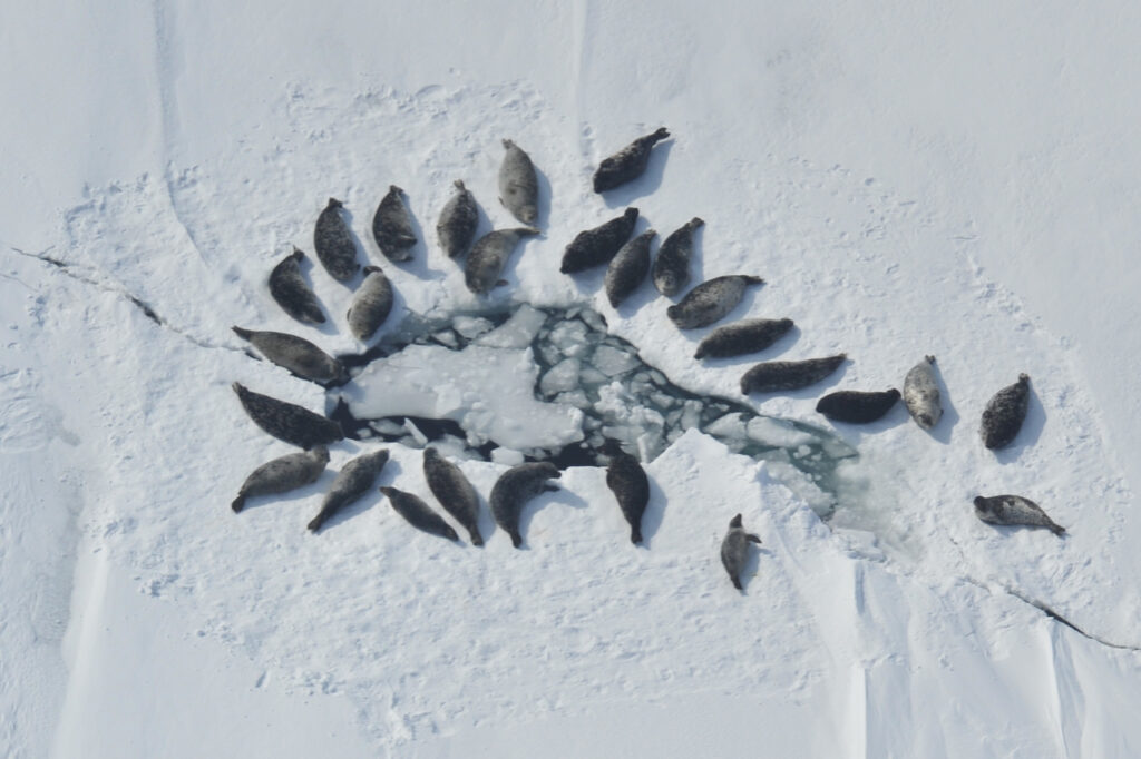 Freshwater seals in Alaska’s biggest lake are genetically different from saltwater seals Freshwater seals in Alaska’s biggest lake are genetically different from saltwater seals