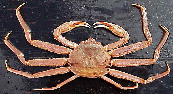 Kodiak man sentenced to one year in prison over illegal transport of Alaska crab to Washington Kodiak man sentenced to one year in prison over illegal transport of Alaska crab to Washington