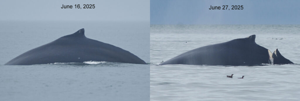 National Park Service asks for tips after boat injures whale in Glacier Bay National Park National Park Service asks for tips after boat injures whale in Glacier Bay National Park