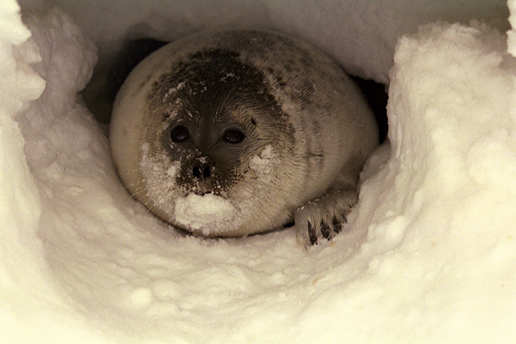 Appeals Court backs NMFS decision rejecting Alaska effort to remove ringed seal protections Appeals Court backs NMFS decision rejecting Alaska effort to remove ringed seal protections