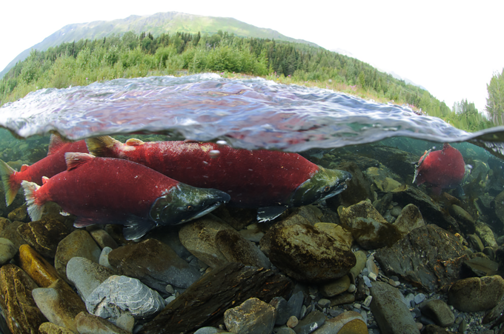 Court affirms split federal-state salmon management system for Alaska’s Cook Inlet Court affirms split federal-state salmon management system for Alaska’s Cook Inlet