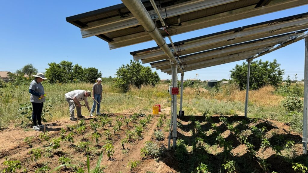 Arizona farmers turn to solar panels to shade crops, save water and generate power Arizona farmers turn to solar panels to shade crops, save water and generate power