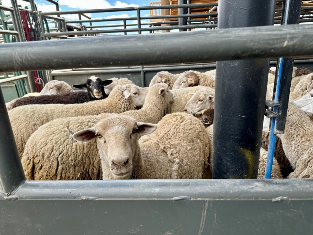 ‘Part of our culture’: Navajo Nation’s Oak Ridge Fire response includes livestock ‘Part of our culture’: Navajo Nation’s Oak Ridge Fire response includes livestock