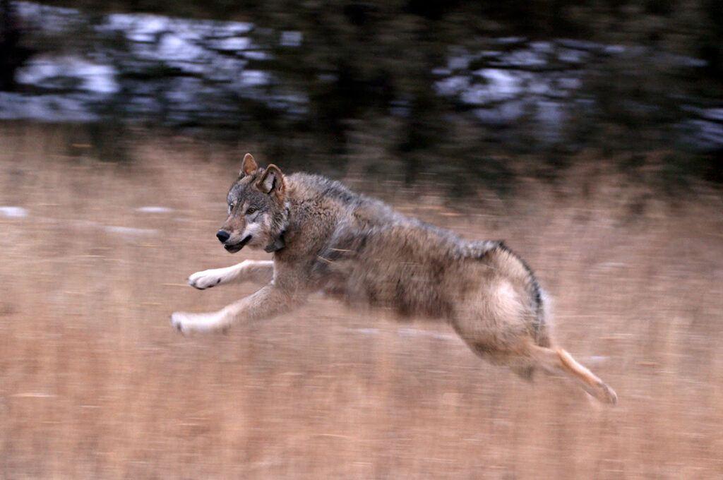 New Colorado wolf capturing effort begins amid objections to reintroduction program New Colorado wolf capturing effort begins amid objections to reintroduction program