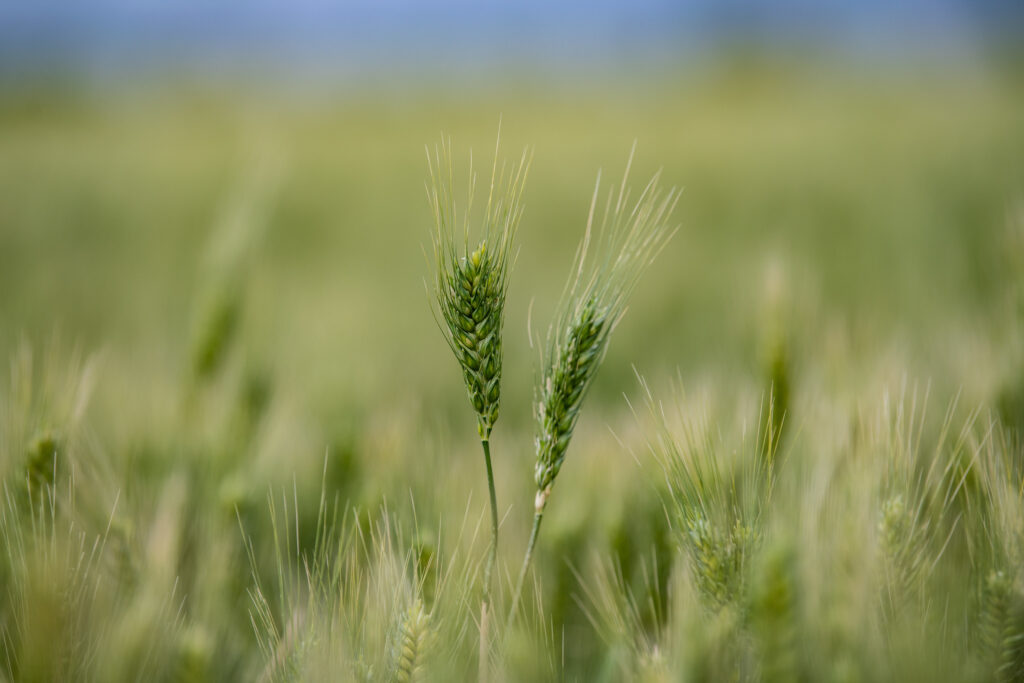 More ‘forever chemical’ protections needed for Colorado farmlands and food More ‘forever chemical’ protections needed for Colorado farmlands and food