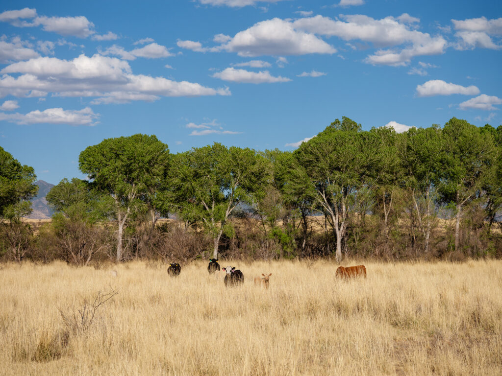 A loophole allows ranchers to renew grazing permits with little scrutiny of the environmental impact