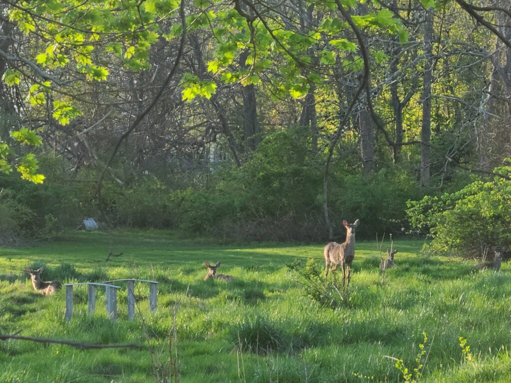 Deer sighting survey, hunting license application period opens Thursday, Aug. 1 Deer sighting survey, hunting license application period opens Thursday, Aug. 1