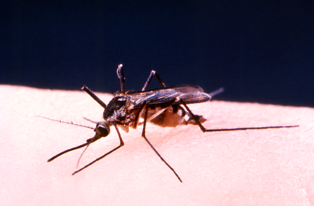 State officials warn of ‘significant risk’ for EEE, West Nile in Washington County State officials warn of ‘significant risk’ for EEE, West Nile in Washington County