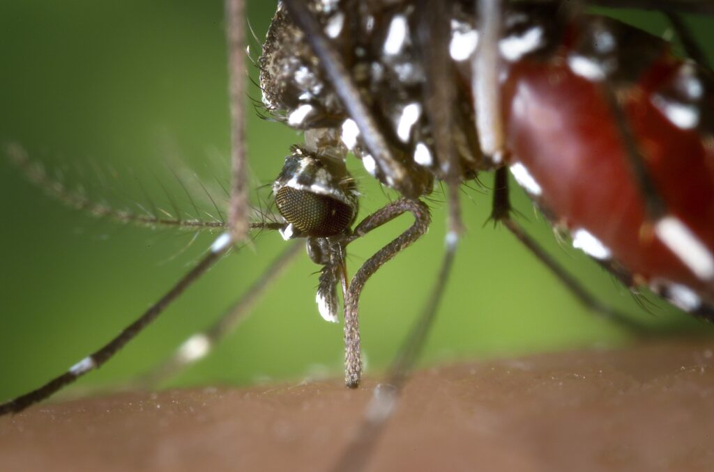 West Nile Virus detected in Rhode Island for first time in 2025 West Nile Virus detected in Rhode Island for first time in 2025