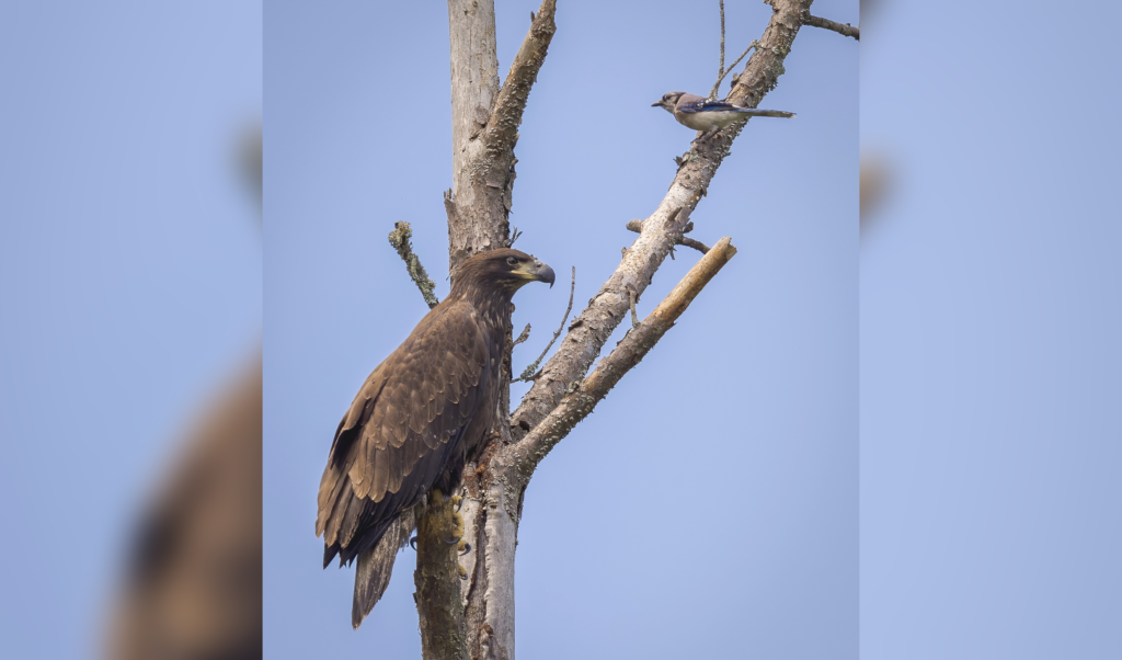 Georgia’s bald eagle population takes flight as rebound continues years after near extinction Georgia’s bald eagle population takes flight as rebound continues years after near extinction